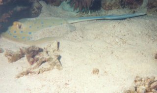 scuba021.jpg