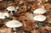 autumn2006117_small.jpg