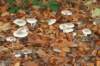 autumn2006118_small.jpg