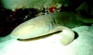 nurseshark.jpg