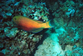 parrotfish.jpg