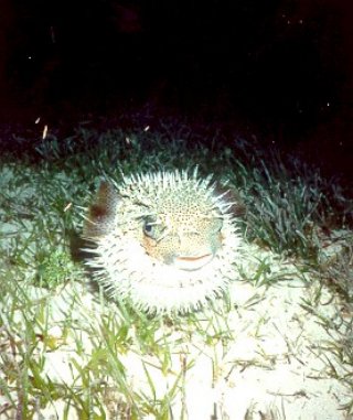 porcupinefish12.jpg