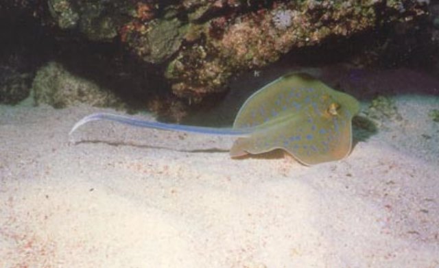 bluespottedstingray.jpg