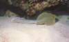 bluespottedstingray_small.jpg