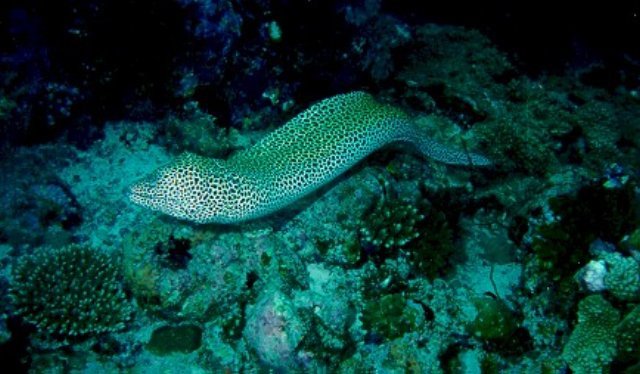 morayeel.jpg