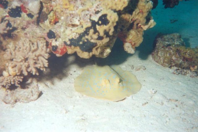 scuba0022.jpg