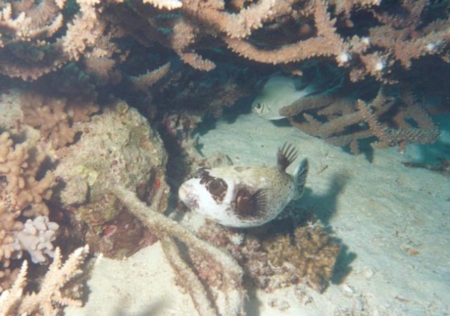 scuba0112.jpg