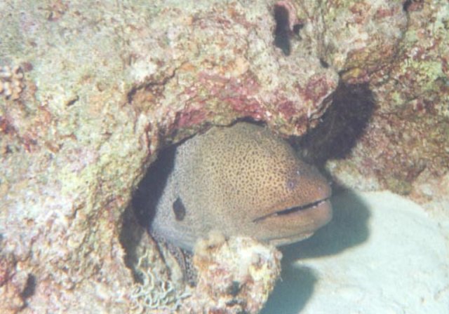 scuba012.jpg