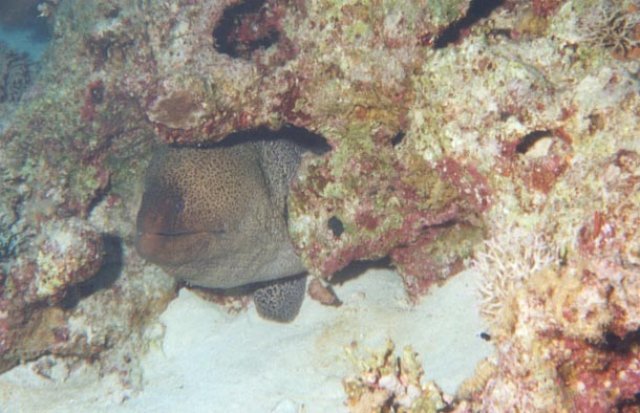 scuba0132.jpg