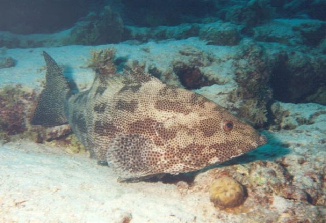 scuba016.jpg