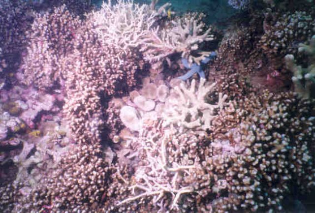 diveindo0044n.jpg