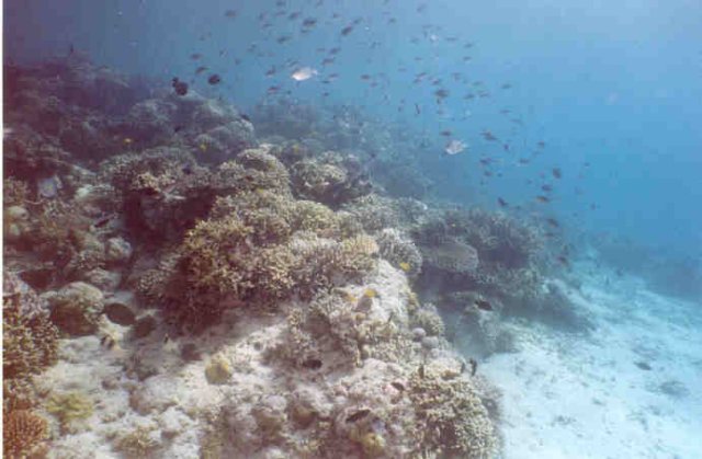 diveindo0057n.jpg