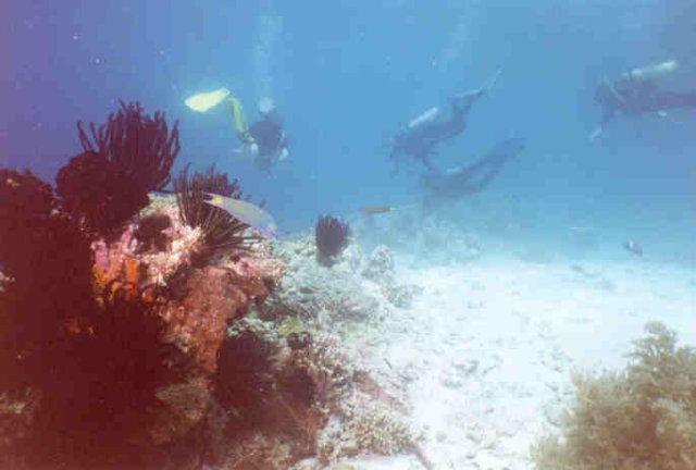 diveindo0058n.jpg