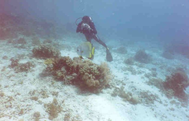 diveindo0062n.jpg