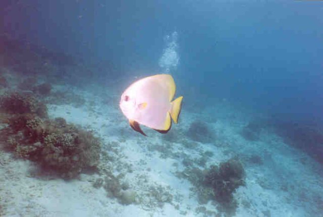 diveindo0064n.jpg